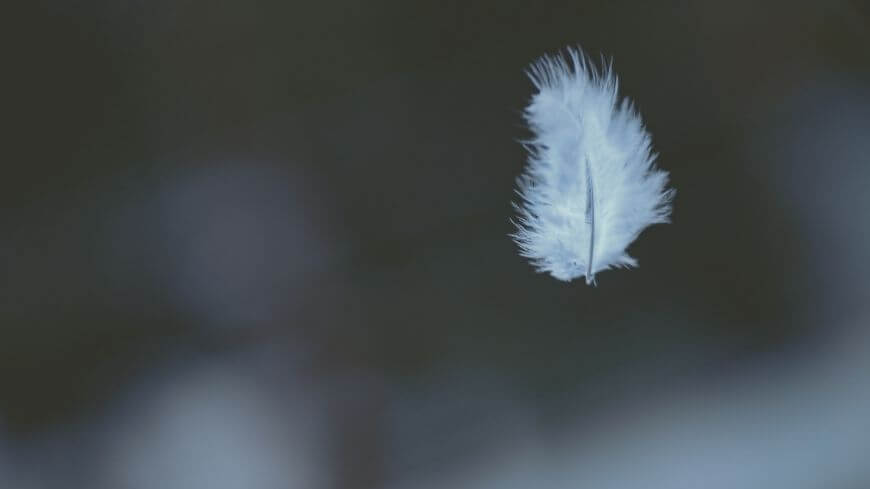 white feather floating in wind